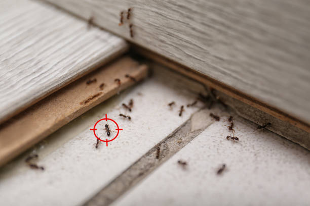 Best Pest Control Near Me  in Valley Center, KS